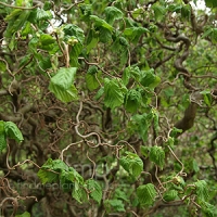 Corylus avellana'Contorta' 