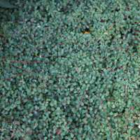 Cotoneaster praecox'Queen of Carpets' 