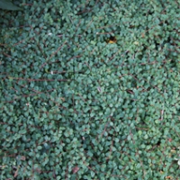 Cotoneaster praecox'Queen of Carpets' 