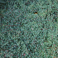 Cotoneaster praecox'Queen of Carpets' 