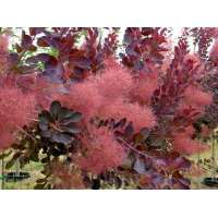 Cotinus coggygria'Royal Purple' 