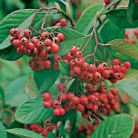 Cotoneaster lacteus 