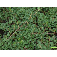 Cotoneaster salicifolius'Green Carpet' 