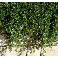 Cotoneaster radicans'Rami' 