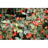 Cotoneaster simonsii 