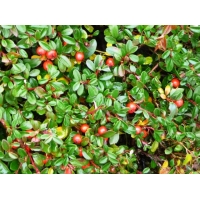 Cotoneaster suecicus'Skogholm' 
