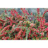 Cotoneaster horizontalis 