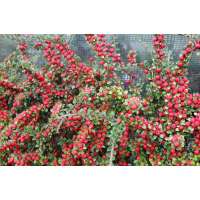 Cotoneaster horizontalis 