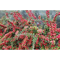 Cotoneaster horizontalis 