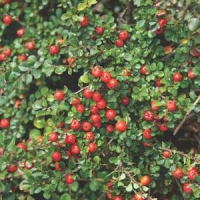 Cotoneaster praecox'Streib's Findling' 