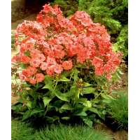 Phlox paniculata'Orange Perfection' 