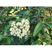 Viburnum'Pragense' 