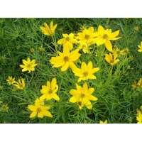 Coreopsis verticillata'Grandiflora'