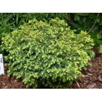 Cryptomeria japonica'Vilmorin Gold' 