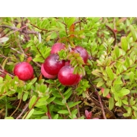Cranberry (Vaccineum macrocarpon'Early Black') 