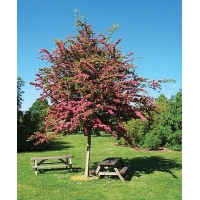 Crataegus laevigata'Paul's Scarlet' 