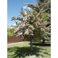 Crataegus laevigata'Plena' 