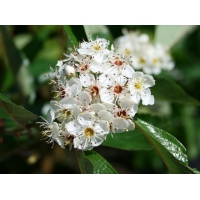 Crataegus lavalleei'Carrierei' 
