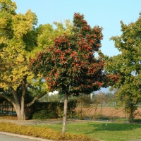 Crataegus lavalleei'Carrierei' 