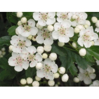 Crataegus persimilis'Splendens' 