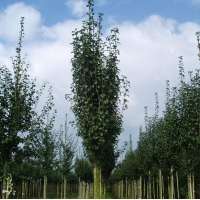 Crataegus monogyna'Stricta' 
