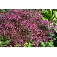 Acer palmatum'Crimson Queen' 