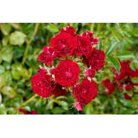 Rosa'Crimson Silhuetta' 