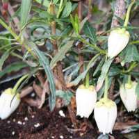Crinidendron hookerianum'Alf robins' 
