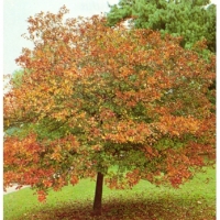 Crataegus persimilis'Splendens' 