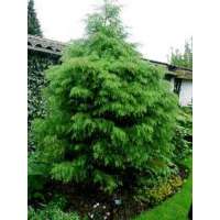 Cryptomeria japonica'Elegans Viridis' 