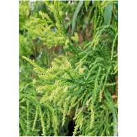 Cryptomeria japonica'Kyara gold' 