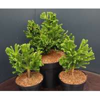 Cryptomeria japonica'Tomahawk' 