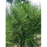 Cryptomeria japonica'Dacrydioides' 