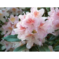 Rhododendron'Cunningham's Blush' 