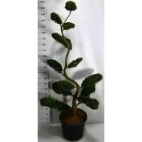 Cupressocyparis leylandii'Caslewellan gold'bonsai 