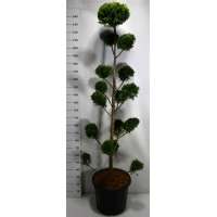 Cupressocyparis leylandii'Caslewellan gold'bonsai 