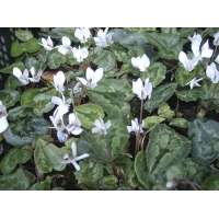 Cyclamen hederifolium'Album'