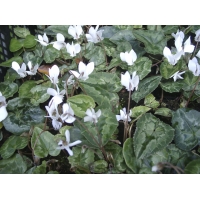 Cyclamen hederifolium'Album'