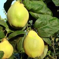 Cydonia oblonga'Vranja' 