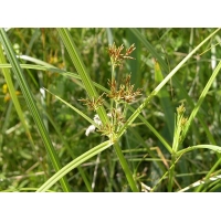 Cyperus longus