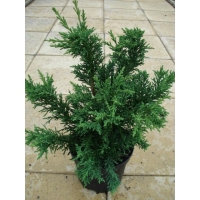 Chamaecyparis obtusa'Draht' 