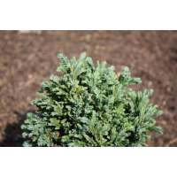 Chamaecyparis lawsoniana'Rimpelaar' 