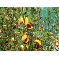 Cytisus andreanus 