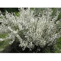 Cytisus praecox'White Lion' 