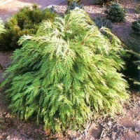Chamaecyparis lawsoniana'Sunkist' 