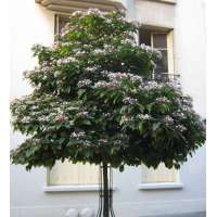 Clerodendrum trichotomum'Fargesii' 