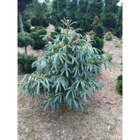 Picea engelmannii'Blue Magoo' 