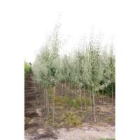 Pyrus elaeagnifolia'Silver Sails' 