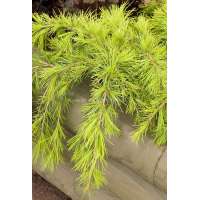 Cedrus deodara'Feelin sunny' 