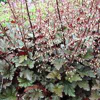Heuchera'Chocolate Ruffles'